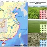 GCB | 滨海湿地蓝碳生态系统中矿物结合有机碳和持久性分子增加