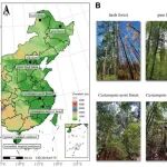 GCB | 13年氮添加实验揭示：森林生态系统化学计量的韧性与分化响应