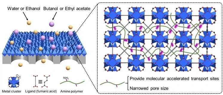 南京工业大学金万勤教授团队Chem & Bio Engineering | 大分子原位引入锆基金属-有机框架膜用于有机共沸物分离