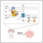 Mol Cell | 清华大学朱佳俊等合作揭示线粒体TIM22复合体在维持铁硫簇合成中功能角色