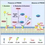 Mol Cell | 中山大学李隽等揭示PRDX6助力GPX4蛋白逃逸铁死亡新机制