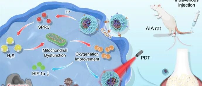 【Biomaterials】细胞仿生纳米平台介导硫化氢-光动力协同治疗类风湿性关节炎