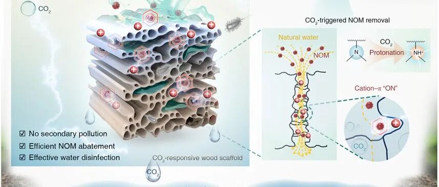 文献分享 | Adv. Mater. | 用于去除天然有机物且无二次污染的二氧化碳响应智能木材支架