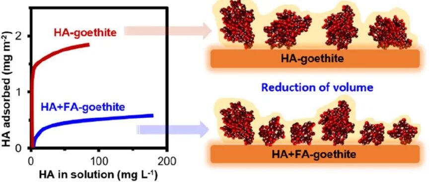 【视点】荷兰瓦赫宁根大学翁莉萍与华中农业大学谭文峰合作成果：天然有机质组分在金属氧化物界面竞争性相互作用的实验与模型解析