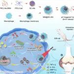 澳科大朱依谆院士/郭辉/王晓琳团队Biomaterials：微环境自适应性仿生纳米凝胶破解类风湿关节炎光动力治疗难题