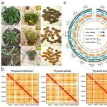 Nature Commun | 华中农业大学郭亮教授等团队联合解析Physaria属基因组并解析羟基脂肪酸高效合成机制