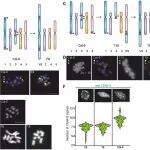 Science | 植物科学领域未来科研热点——植物染色体核型改造