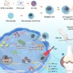 澳科大朱依谆/郭辉/王晓琳Biomaterials：仿生纳米平台通过H₂S调控氧代谢破解类风关光动力治疗瓶颈（诚招博后及博硕生）