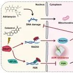 Drug Resist Updat | 南京中医药大学杨烨/顾春艳教授团队发表最新研究成果