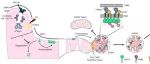 中国科学技术大学何立等合作最新Nature子刊