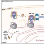 Autophagy | 中山大学李民团队发现IL1B分泌的调控新机制