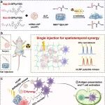 Adv. Mater：响应放疗的肽水凝胶可实现mRNA-LNP的脉冲式释放以协同免疫激活预防乳腺癌复发