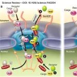New phytologist | 华南农业大学发现决定花朵颜色的新“开关”——一个意想不到的线粒体蛋白