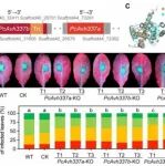 Science子刊 | 西北农林科技大学刘西莉教授课题组在疫霉菌操纵植物免疫机制方面取得新进展