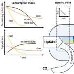 Ecology Letters | 土壤有机质模型新突破：生态进化优化理论的整合与应用