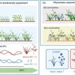 Journal of Ecology | 具有“快速”性状的植物是年轻且高多样性植物群落中的赢家