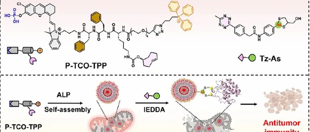 JACS ¦ 用于癌症免疫治疗的有机砷化合物的预靶向线粒体递送