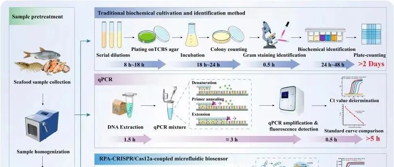 BB.RPA-CRISPR/Cas12a偶联微流控生物传感器实现副溶血性弧菌的现场灵敏定量检测