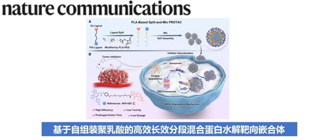 Nat. Commun. | 基于自组装聚乳酸的高效长效分段混合蛋白水解靶向嵌合体
