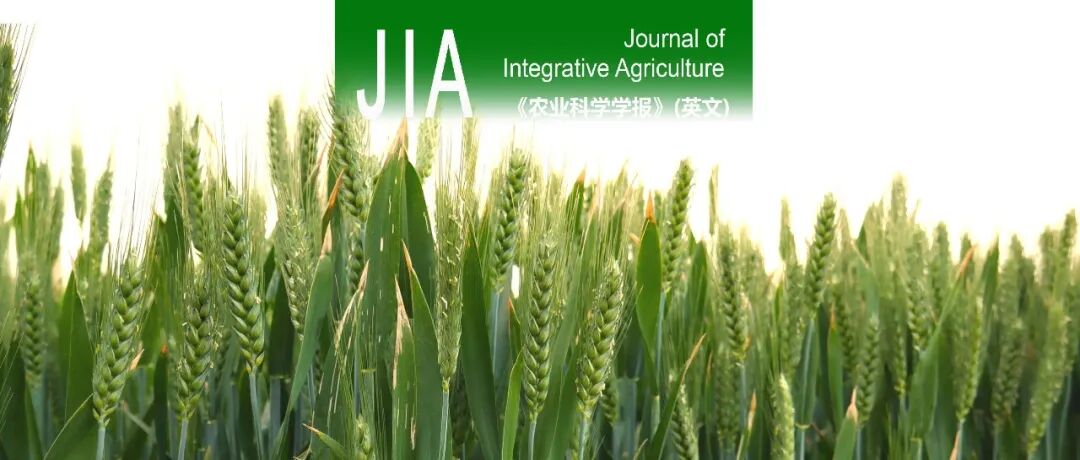 JIA | 中国农科院植保所周益林团队开发一种快速检测和定量小麦叶片中潜伏侵染白粉病菌的方法
