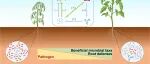 中国农科院区划所土壤植物互作团队揭示钙肥调控根系微生物组以增强番茄抗青枯病新机制