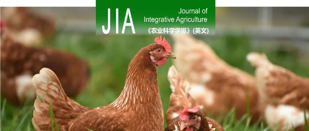 JIA优先上线 | 扬州大学兽医学院彭大新教授团队在H9N2流感病毒广谱疫苗设计方面取得重要进展