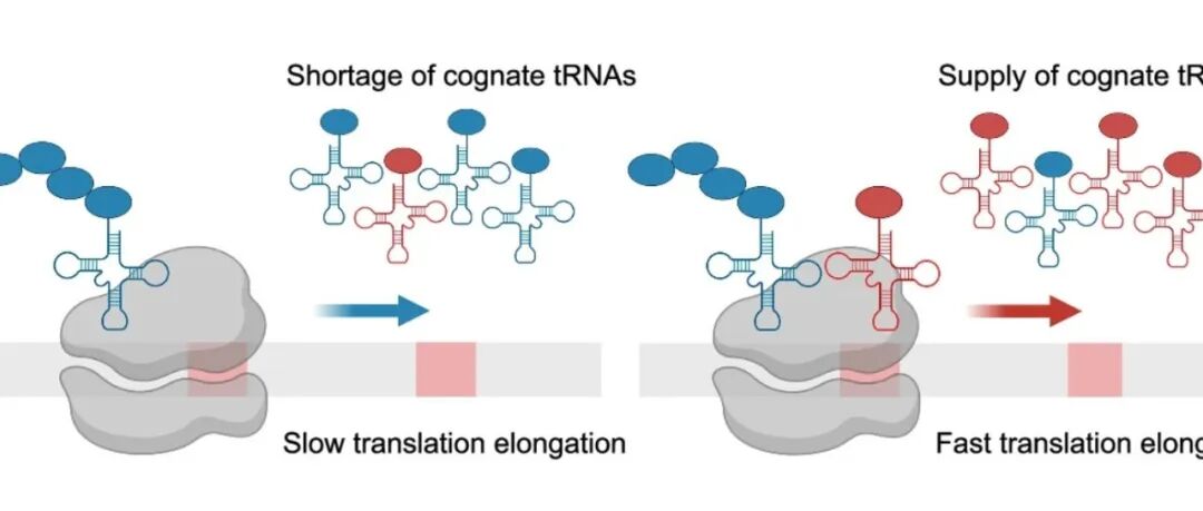 文献速递 | 化学修饰的 tRNA 能增强富含错配密码子的 mRNA 的翻译能力