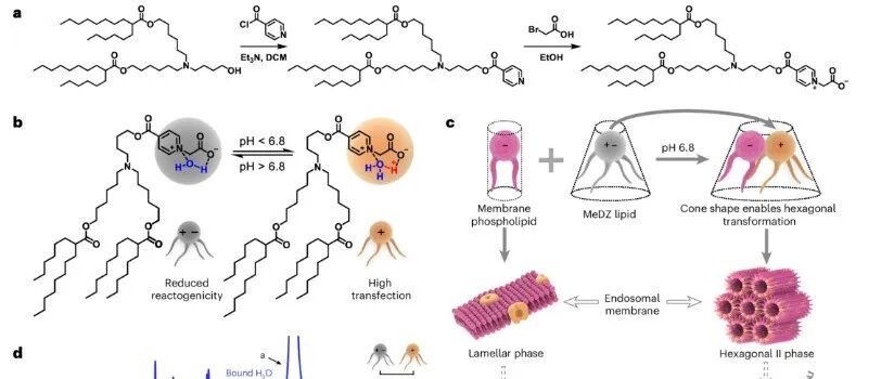 【Nature Biomedical Engineering】新型膜不稳定两性离子脂质助力 mRNA-LNP 癌症疫苗优化