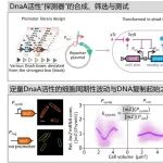 中科院刘陈立团队eLife：揭示细菌DNA合成与生物量增长的协同机制