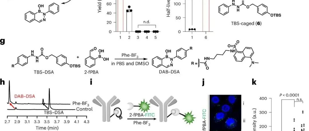 Nat. Biomed. Eng. | 肿瘤特异性生物正交合成PROTAC和纳米颗粒以增强T细胞活性