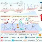 ACS Nano：具有集成式抗凝血、抗炎和内皮化等特性的ROS响应型糖萼仿生水凝胶工程化生物瓣膜