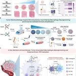ACS Nano：Piezo1介导的肿瘤相关巨噬细胞重编程以及外泌体驱动的免疫放大作用