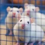 《食品科学》：湖北民族大学方庆副教授等：过氧化物还原酶OsPrx3抑制DNA氧化损伤的功能