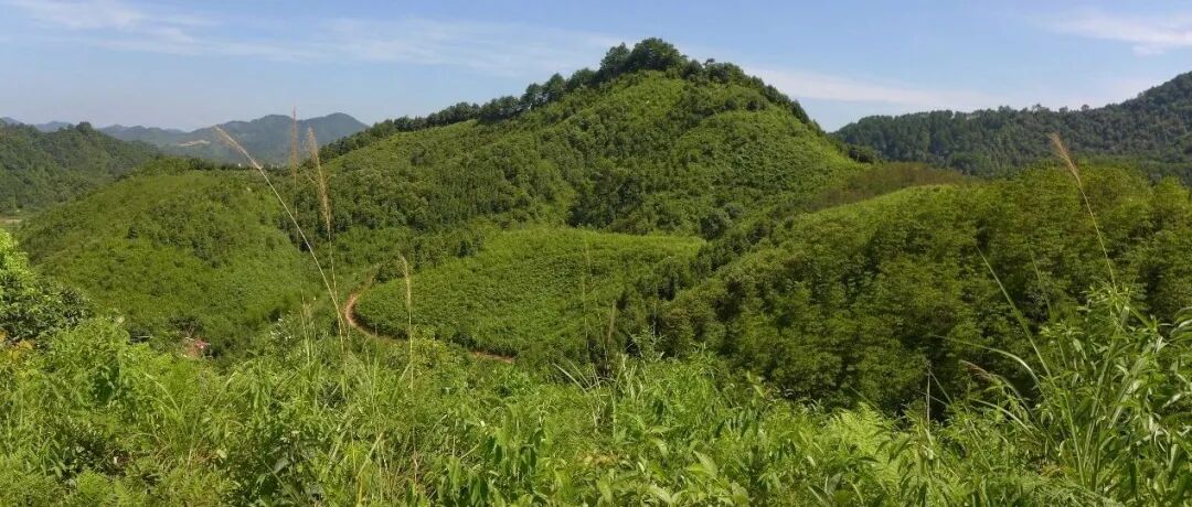 植物所生物多样性与生态安全研究团队《Ecology Letters》研究成果！