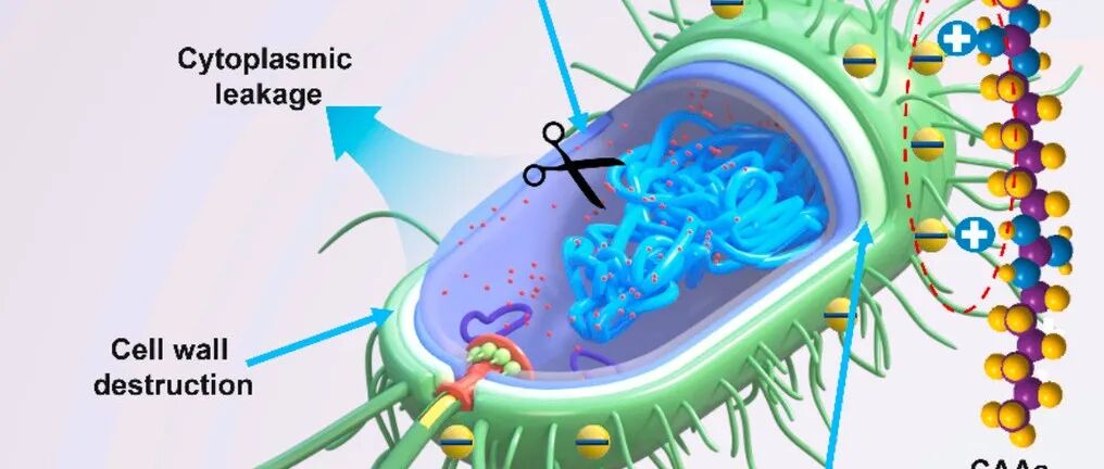 【Adv.Colloid Interface Sci】用于开发杀菌材料的阳离子抗菌聚合物：策略、机理和应用