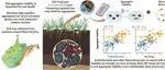 土壤团聚体稳定丨SOIL BIOL BIOCHEM：放线菌、菌根与土壤团聚体稳定性的生物学机制