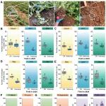 Plant Com|贵州大学甘秀海团队联合中国农科院揭示鱼腥草产生的种间化感物质正癸醇能有效防治马铃薯孢囊线虫