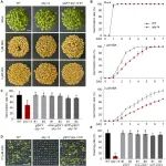 上海交通大学农学院博士生一作在顶级期刊（IF=15.6）发表研究成果，揭示膜蛋白QKY介导ABA信号调控种子萌发的新机制