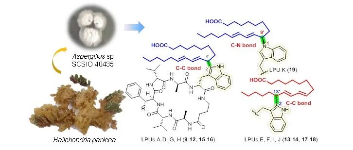 新文发表 CCL丨海绵来源真菌中发现新颖的C–C和C–N键连接脂肽