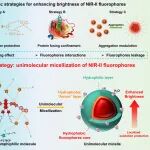 南华大学杨晴来组《Angew Chem》重磅研究进展：单分子胶束化策略破解NIR-II长波长荧光分子水相猝灭瓶颈