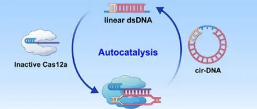 Angew. Chem. Int. Ed. ¦自催化环状DNA驱动的等离激元CRISPR/Cas12a，用于超灵敏检测非核酸靶标
