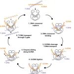 李雪梅/饶子和/陈瑜涛合作最新Science子刊