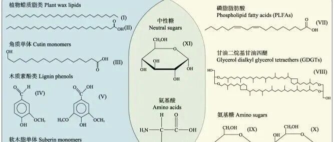 生物标志物及其同位素在生态系统研究中的进一步应用（氨基糖、木质素酚、磷脂脂肪酸同位素检测）