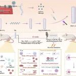 武汉理工戴红莲/武汉大学喻爱喜 Biomaterials: 释氢电活性神经导管支架通过重塑微环境促进周围神经再生