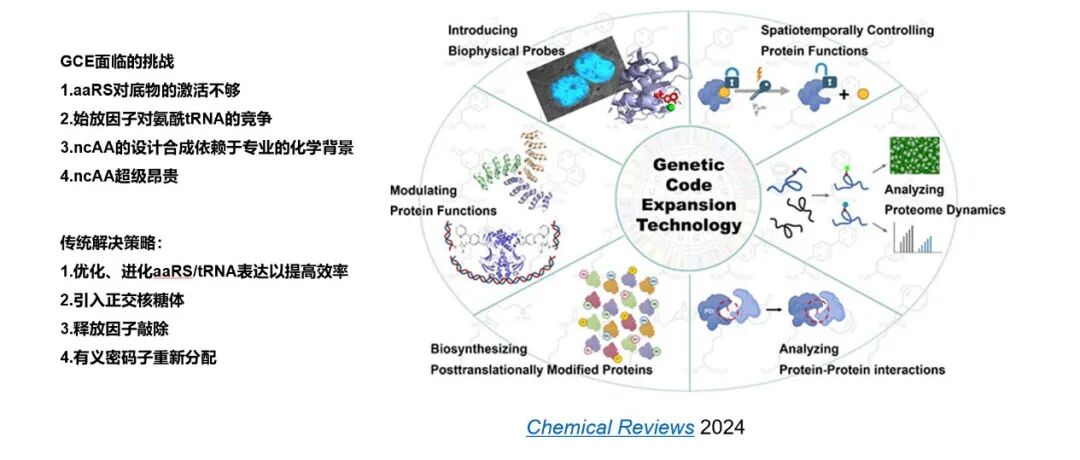 Nature丨劫持细菌ABC转运蛋白用于遗传密码扩展