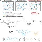 山东大学王旭团队 Small：超分子集成增强可持续弹性体的韧性和荧光性能