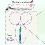 东南大学谢维/顾鹏宇最新Science子刊