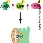 Cancer Res | 南通大学团队发现促进鼻咽癌失巢凋亡耐药和转移的调控新机制