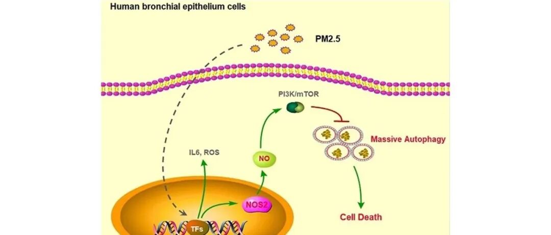PM2.5通过NOS2信号通路诱导人支气管上皮细胞自噬性死亡| Int. J. Biol. Sci.