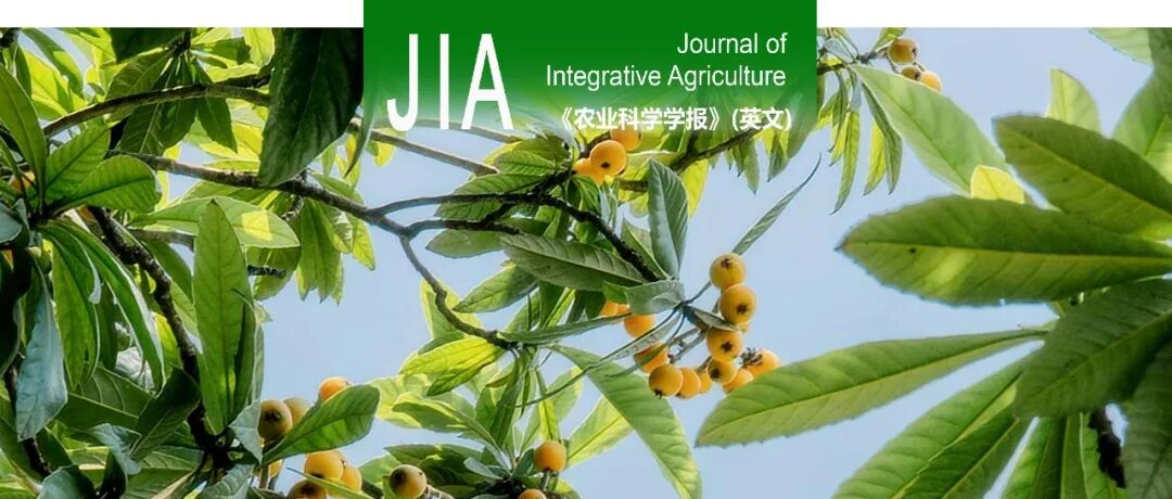 JIA优先上线 | 华南农业大学枇杷团队基于茎尖单核与空间转录组图谱揭示枇杷营养生长向生殖生长转换的关键机制